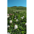 草原30