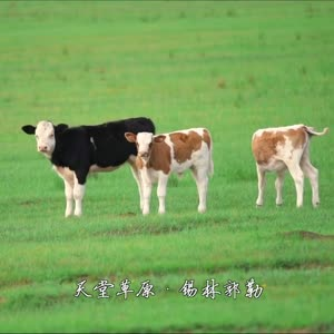 草原263