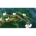 泸沽湖畔27