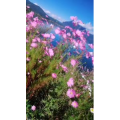 泸沽湖畔30