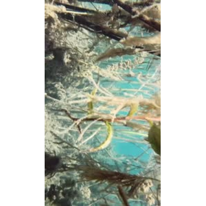 泸沽湖畔43
