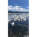 泸沽湖畔101
