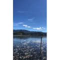 泸沽湖畔105