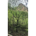 旅游风景114