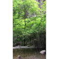 旅游风景132
