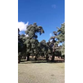 风景36