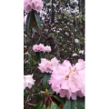 风景69