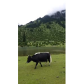 风景97