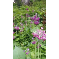 风景106