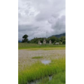 风景133