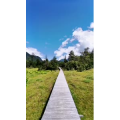 风景215