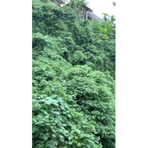 风景235