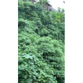 风景235