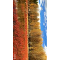 风景263