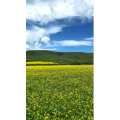 风景281