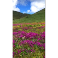 风景303
