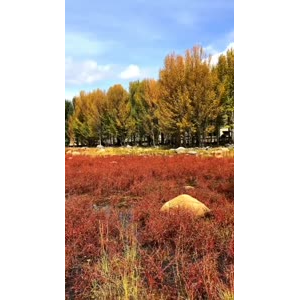 风景330