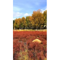 风景330