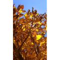 风景339