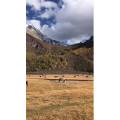 风景344