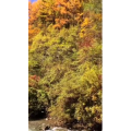风景348