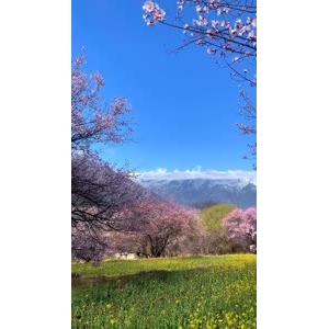 风景393