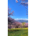 风景393