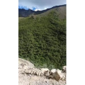风景423