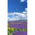 风景441