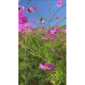 风景472