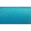 风景499