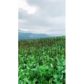 风景576