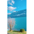 风景585