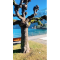 风景627