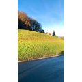 风景655
