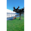 风景657