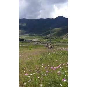 风景694