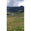风景694