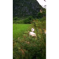 风景729