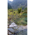 风景755