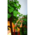 风景830