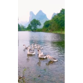 风景831
