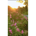 风景857