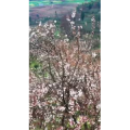 风景870