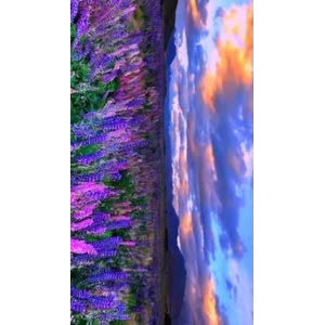 风景919