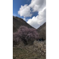 风景1029