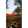 风景1048