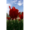 风景1051