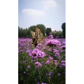 风景1079