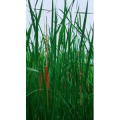 风景1098
